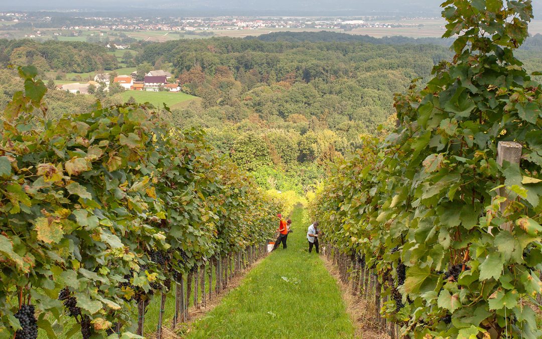 Projekt IRP 11 – EKO